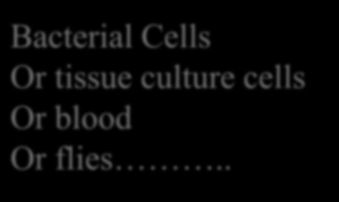 Cells Extract Bacterial Cells Or tissue culture