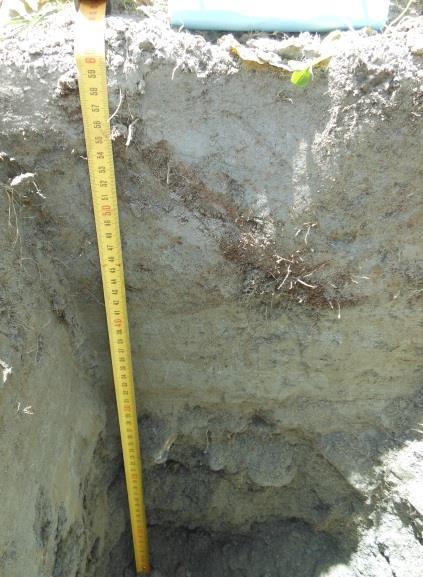 215 mm Depth to gravels = >60cm