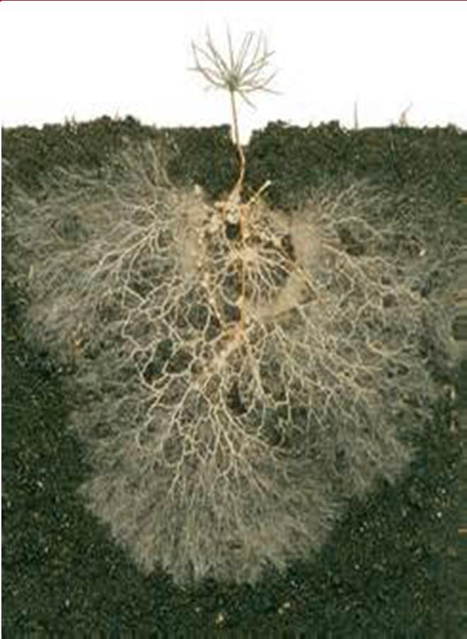 Importance of Fungi Fungi: access and transport nutrients extend root volume and depth enhance soil carbon increase water and nutrient retention increase