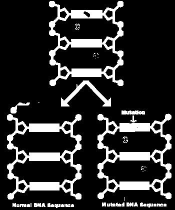 Mutations: result from a change in a single section of the DNA.
