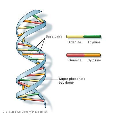 Base Pairs The information in DNA is contained within the nitrogenous