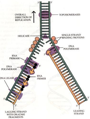 DNA Replication During replication of DNA, many proteins form a machinelike complex of moving parts: DNA helicases:
