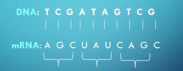 RNA SEQUENCE PRACTICE Amino acids: Use your