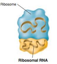 ribosomes for translation. 2.