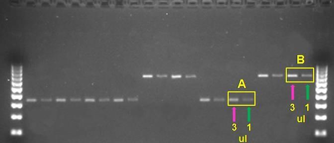 than 3 μl for such samples. c) Plasmid DNA: Take A260/A280 readings on a random sample of templates, and dilute the DNA accordingly; if readings are not relatively consistent, process all templates.