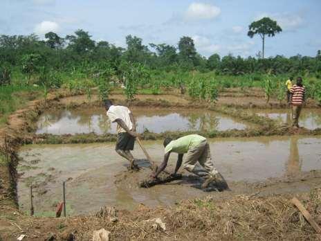 The Project for Sustainable of Rain-fed Lowland Rice Production in Ghana 19