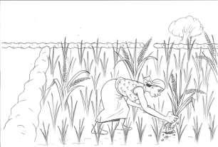 23. Purify the Variety by removing off type 23 Q1: What can you see Aminat doing in this picture? A: Aminat is rouging out all off plant types to keep her variety and paddy field pure.