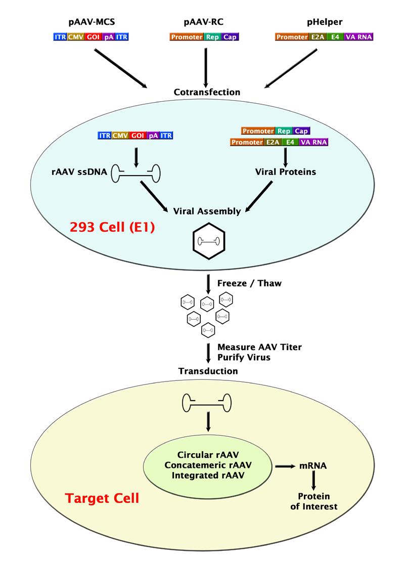 with human AAV vector DNA. The remaining adenoviral gene product is supplied by the 293 host cells, which stably express the adenovirus E1 gene.