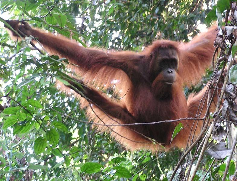 forest area was reduced by 61% between 1985 and 1997. The remaining orangutan population is therefore fragmented, with the core of its range being the Leuser Ecosystem.