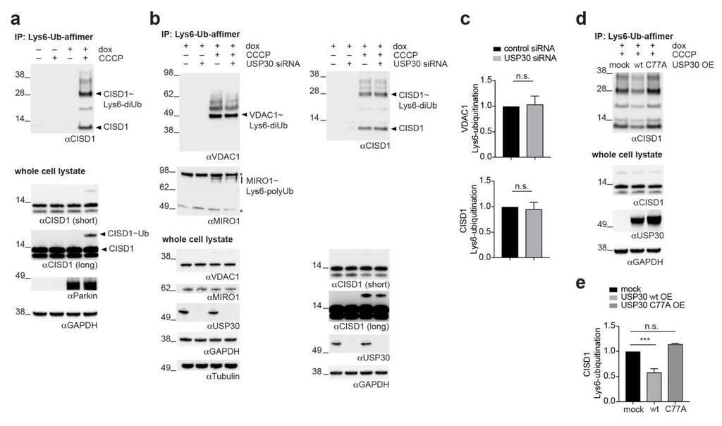 Supplementary Figure 13 Regulation through USP30 overexpression of Lys6-linked polyubiquitin chains on MOM proteins unaffected by USP30 knockdown.