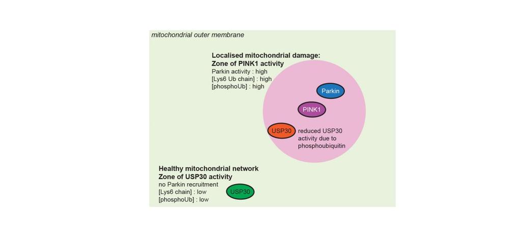 Supplementary Figure 14 Model of localized mitophagy. USP30 displays normal levels of activity in the healthy part of the mitochondrial network.