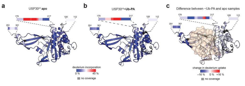 Supplementary Figure 4 HDX-MS analysis of ubiquitin binding to USP30. a, Deuterium incorporation measured by HDX-MS on USP30 c8 mapped onto the USP30 molecule from USP30 c13i -Lys6-diUb.