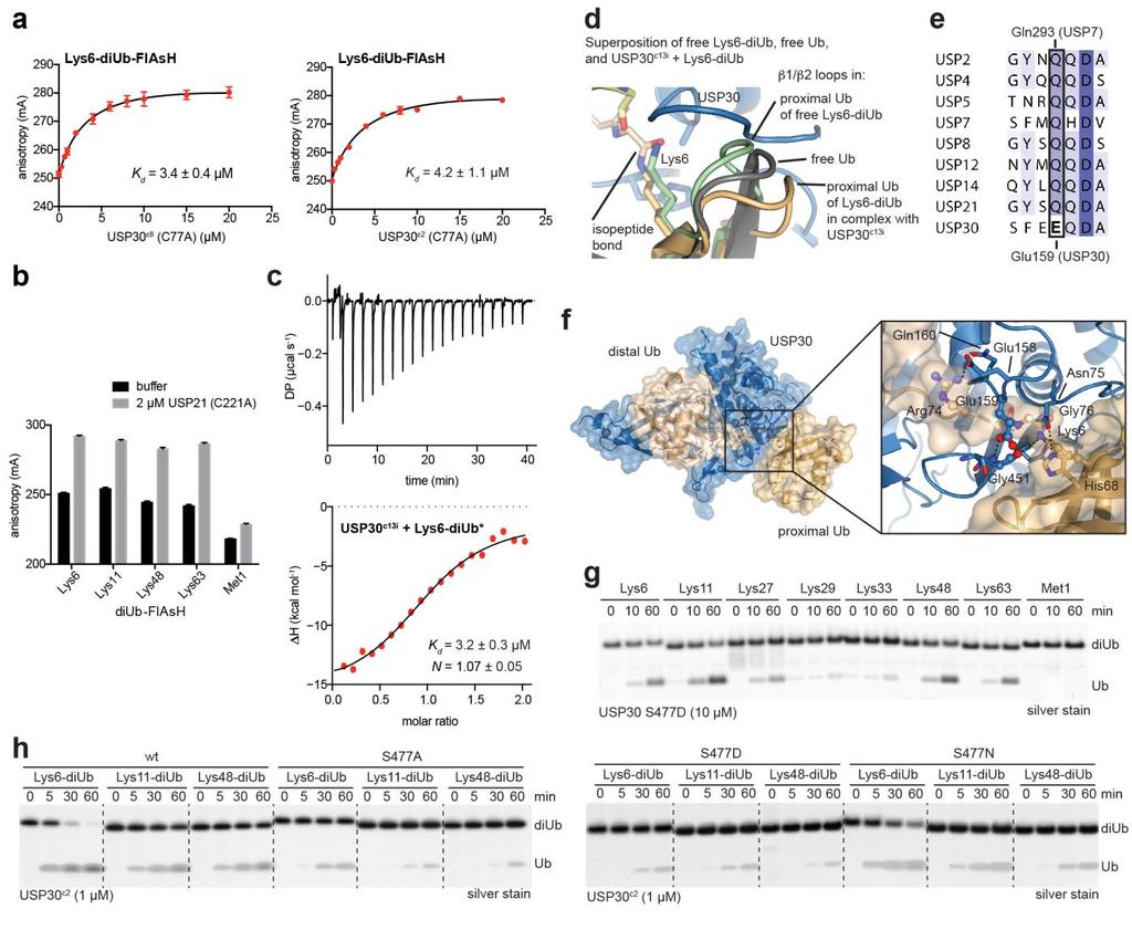 Supplementary Figure 6 Selective recognition and cleavage of Lys6-diUb by USP30.