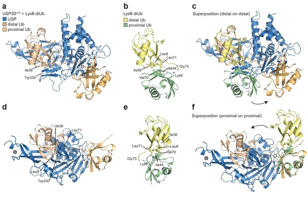 Supplementary Figure 7 Analysis of Lys6-diUb upon binding to USP30. a, Comparison of proximal versus distal ubiquitin binding sites in USP30.