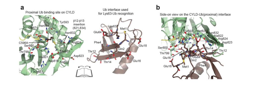 Supplementary Figure 9 CYLD recognizes Lys63-diubiquitin by a distinctly different interface. a, Open-book representation of the CYLD(C596A)-Lys63-diubiquitin binding interface, compare Fig. 3d.