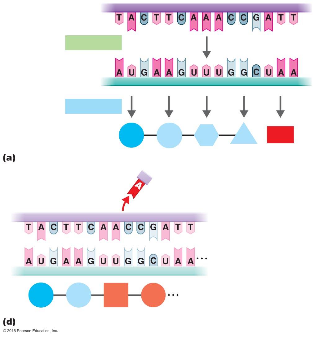 Figure 8.18a-d Types of mutations and their effects on the amino acid sequences of proteins.