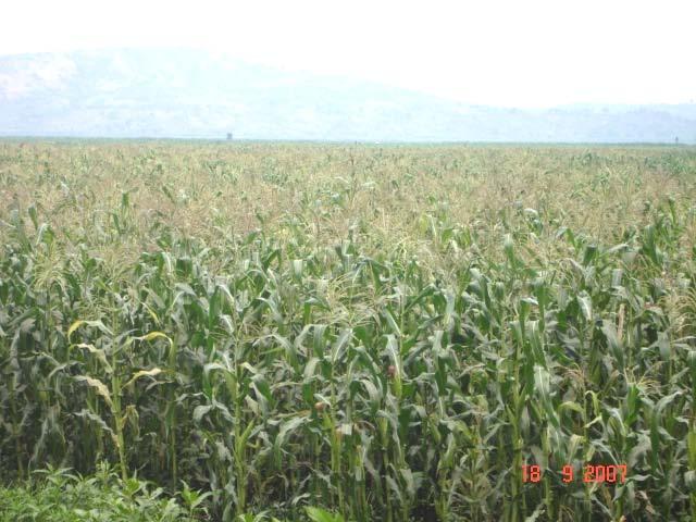 Increase productivity instead of cultivated land (Agric growth = 19% over previous season) Cultivated Area 300 250 200 150 100 50 0 Cereals Pulses