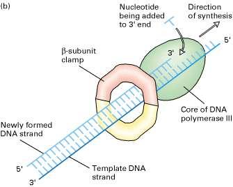 subunit The subunit, forms a clamp around DNA and holds the