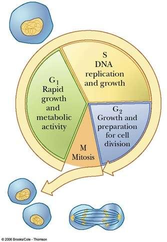 Eukaryotic cell cycle http://www.