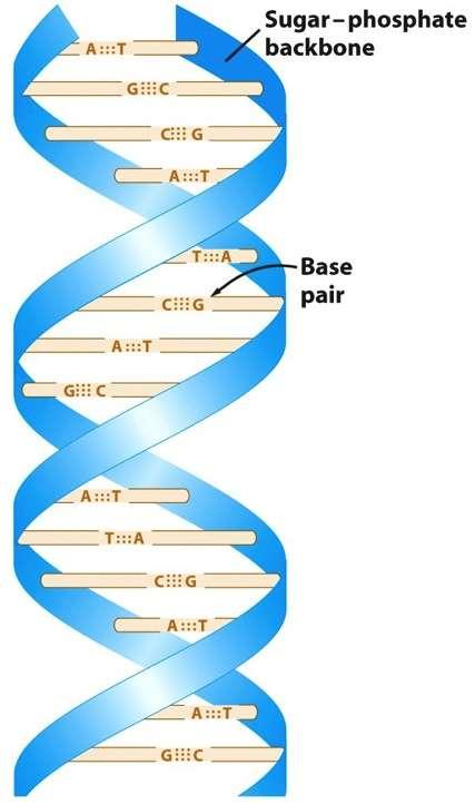 DNA structure A double helix Complementary strands Antiparallel Backbone vs.