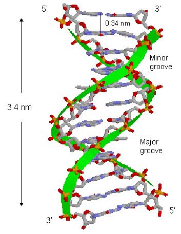 B-form Most common DNA conformation in vivo Narrower, more