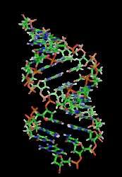 A-DNA Most RNA and RNA-DNA duplex Shorter, wider helix than B Deep, narrow major groove not easily accessible to
