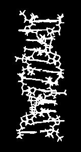Z-DNA Left-handed Zigzag backbone Narrower, more elongated helix than A or B.