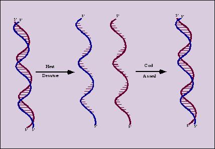 Denaturation The two strands of DNA can be physiologically or experimentally separated