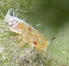 Psyllid Facts Psyllids are homopteran insects and thus have tubular, sucking mouthparts, and are commonly referred to as jumping plantlice. Mature psyllids commonly jump when disturbed.