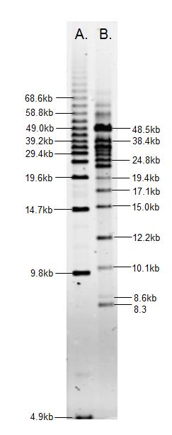 CHEF DNA Size Standard 8 kb - 48 kb c. Prepare a 1:5 dilution of the CHEF DNA Size Standard. Add 1 µl of the CHEF DNA Size Standard + 4 µl 1X Elution Buffer. d. Add 1 µl of the diluted CHEF DNA Size Standard + 12 µl 1X Elution Buffer+ 5 µl Lonza FlashGel 5X Loading Dye for a total of 18 µl.