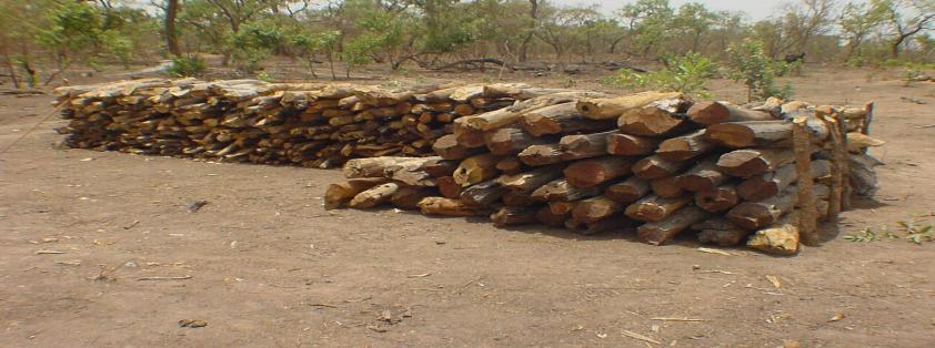 BIOENERGY & ACCESS Sustainable Forest Management for Increased Wood and Charcoal Supply Reforestation, Woodlots, Agro-forestry, etc Bioenergy Crops: