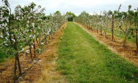 No LIZ platībām aramzemes Zemgales reģionā aizņem par 13% un augļu dārzu platības par 18% vairāk nekā vidēji Latvijā, kas dod priekšrocības Zemgalē audzēt lauksaimniecisko produkciju.