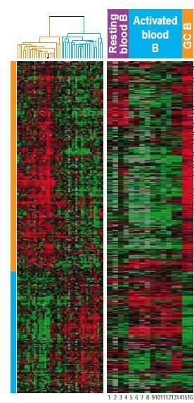 DLBCL molecular subtypes first identified in 2000 Observed two dominant gene expression patterns in a set of DLBCL tumors First pattern clustered with gene expression from Germinal Center B-Cells