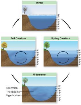 Lake Pollutants Organics impact oxygen profile Nutrients impact plant growth, organic production, and therefore oxygen Silts/sediments impact plant