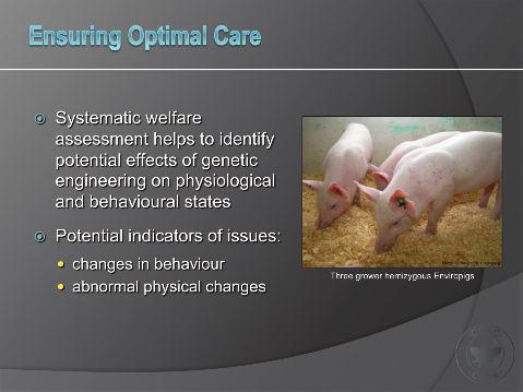 Slide 14 Ensuring Optimal Care Systematic welfare assessment of geneticallyengineered farm animals is necessary to identify potential effects of genetic engineering on the physiological and
