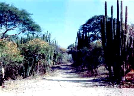 Rural Area Municipality: Tepalcingo, 200 km from Mexico city Population: 30,000