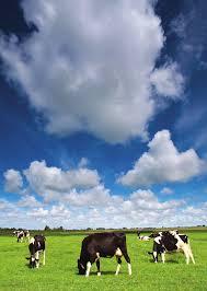 Enteric methane and Global warming The methane is produced mainly (Murray et al.