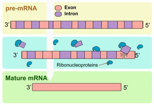 Processing mrna Once mrna has been made, it s not ready to leave the nucleus yet: Splicing removes introns from the mrna strand, and puts the exons