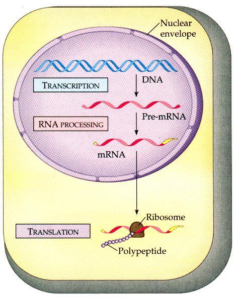 Protein Synthesis Review 1. A mrna copy of DNA must be made in a process called transcription. A copy of DNA will be made using complementary bases to make mrna (e.g. T A; G C; A U). 2.