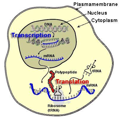 Transcription occurs in the nucleus. Translation occurs in the ribosomes. Transcription involves making the mrna copy of DNA.