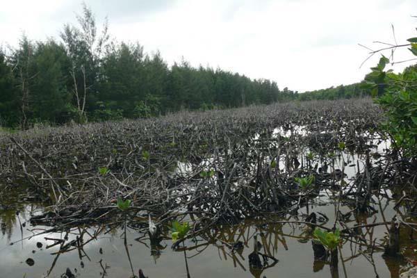 Mangrove Conservation Mangrove before community development to conserve the