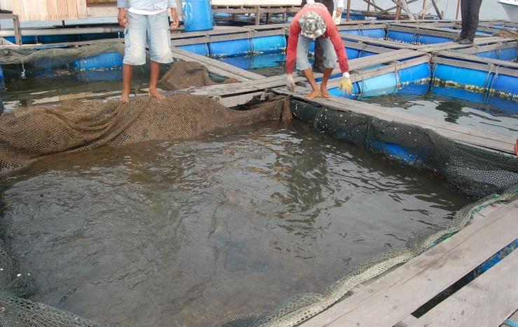 Grouper Cultivation But now, They were taught to cultivate the