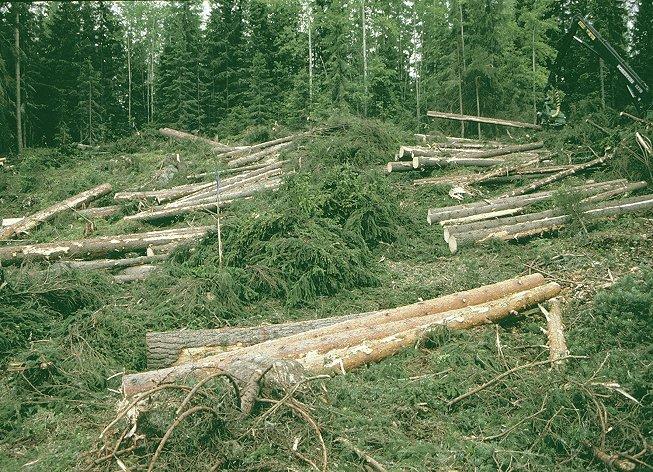 Environmental effects - biodiversity When energy wood harvesting is combined with commercial thinning or regeneration: - The quantity and size of forest ecosystem habitats