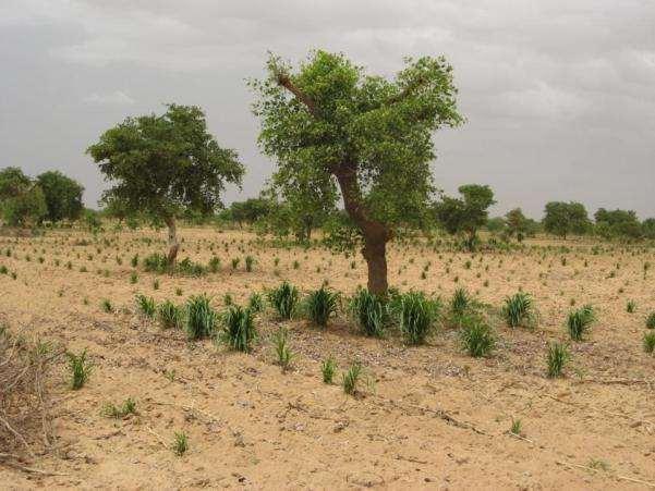 Greater crop resilience to