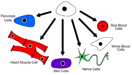 Part 3: Could Stem Cells Be Used to Treat Disease?