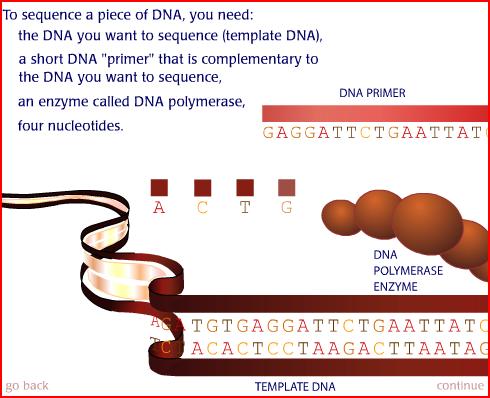Non microscopic techniques Cycle sequencing Evolution of the Sanger method The Sanger method permits to sequence DNA, making use of the biochemical techniques associated to the use of