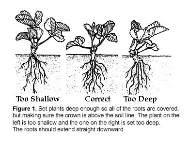 Fertilization and Fertigation Strawberry: 150 lb N/A/season Pre-plant Sample Soil Apply 33% of N (by soil analyses report) Apply P and micronutrients