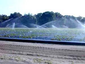Water Irrigation Critical for plant development Strawberry has shallow roots and sensitive to water stress