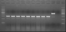 #RR024A) to detect 289 bp DNA fragment. The electrophoresis is in Figure 2. M 1 2 3 + - M 1% Agarose gel electrophoresis M : 100 bp DNA Ladder (Dye Plus) 1 : 6.0 x 10 6 HAV 2 : 6.0 x 10 5 HAV 3 : 6.