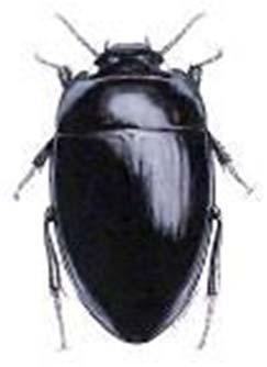 The Coleoptera family was the most abundant family in both sites.